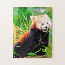 Rote Panda-Bären.