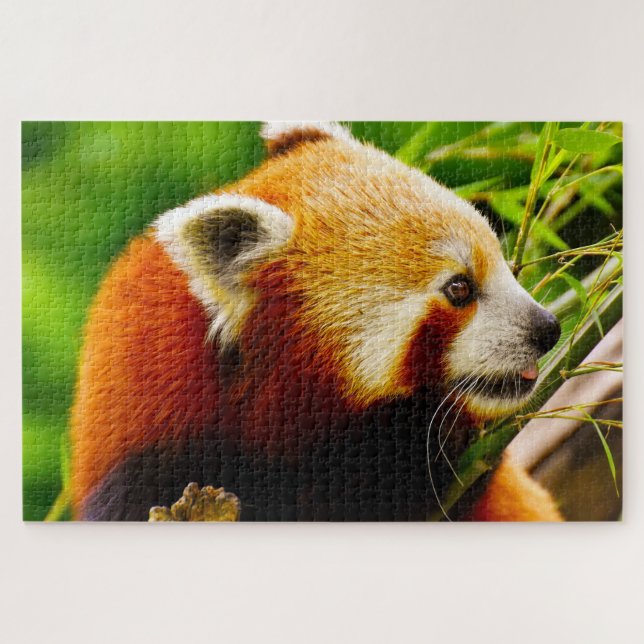 Rote Panda-Bären. (Horizontal)
