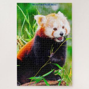 Rote Panda-Bären. Jigsaw Puzzle