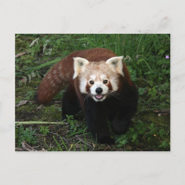 Rote Panda Postkarte (Vorderseite)