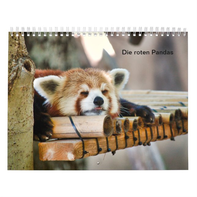 Rote Pandas Kalender (Titelbild)