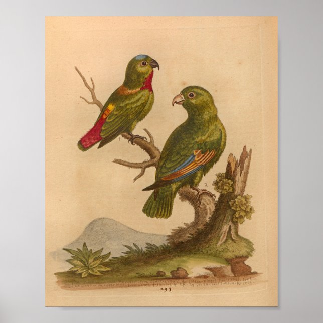Rote Papageien mit Vintagen Vogelarten drucken Poster (Vorne)