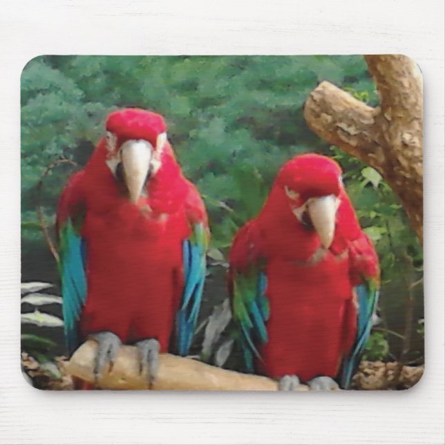 Rote Papageien Mousepad (Vorne)