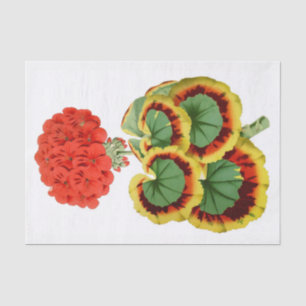 Rote Pelargonie botanisches 10" X 15" Seidenpapier