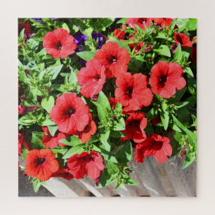 Rote Petunia-Blume