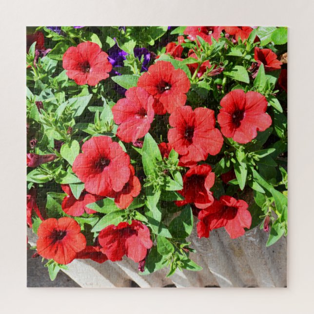 Rote Petunia-Blume (Vertikal)