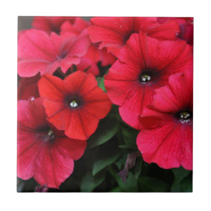 Rote Petunia-Blume Fliese