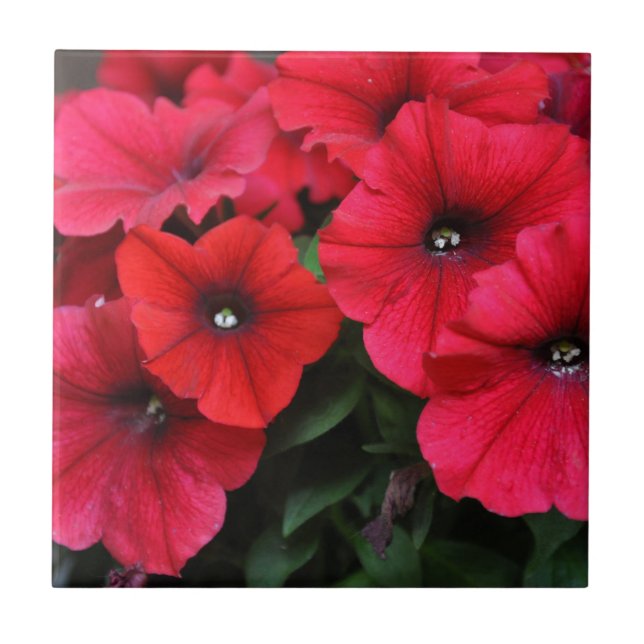 Rote Petunia-Blume Fliese (Vorderseite)