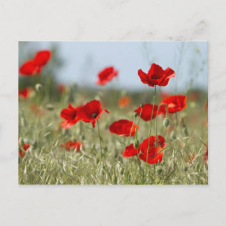 rote Pfeffer auf dem Feld Postkarte