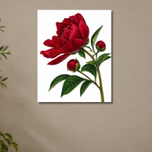 Rote Pfingstrose mit Knospen