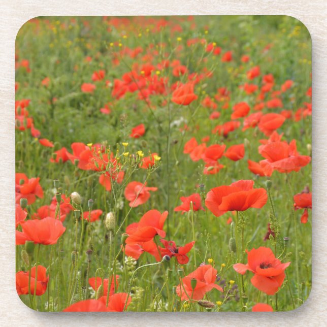 Rote Pflaumen im Feld Untersetzer (Vorderseite)