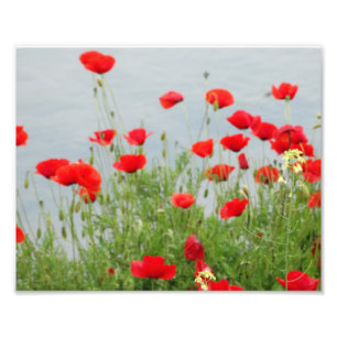 Rote Pflaumen im Foto Print