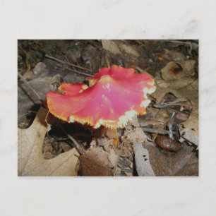 Rote Pilz-Postkarte #1 Postkarte