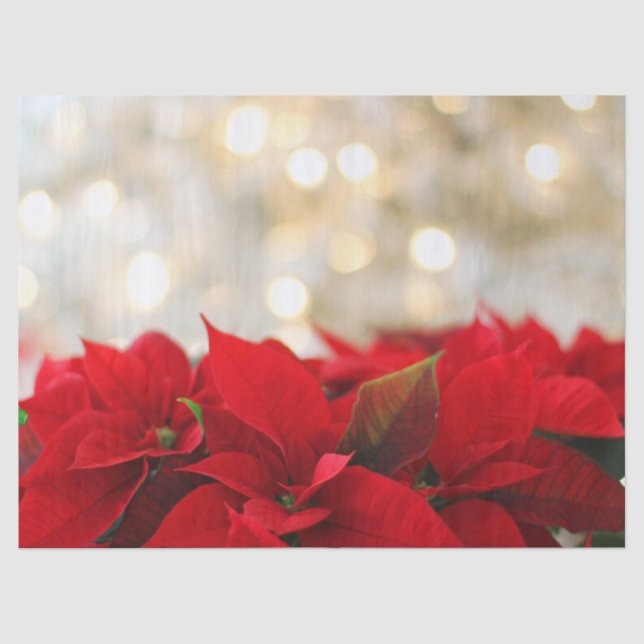 Rote Poinsettias mit schimmernder goldener Beleuch Seidenpapier (Vorderseite)