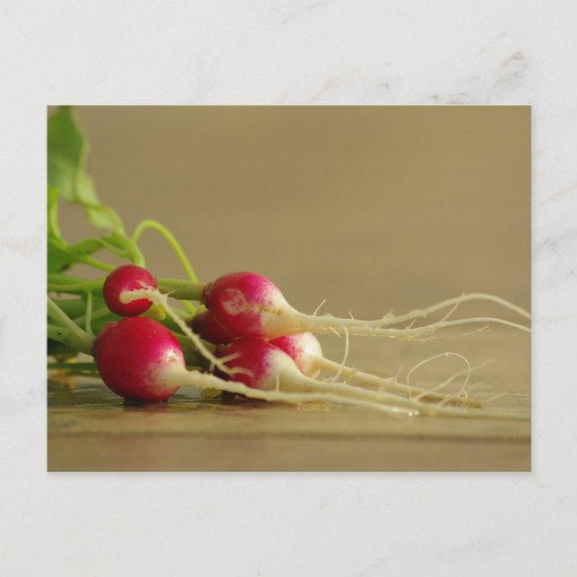 Rote Radieschen Postcard Postkarte (Vorderseite)