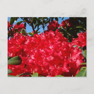 Rote Rhodies Blumen Garten Postkarten Sommer