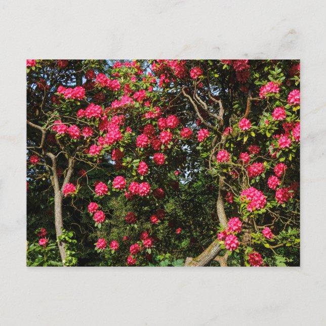 Rote Rhododendren Bute Park, Cardiff, Wales Postkarte (Vorderseite)