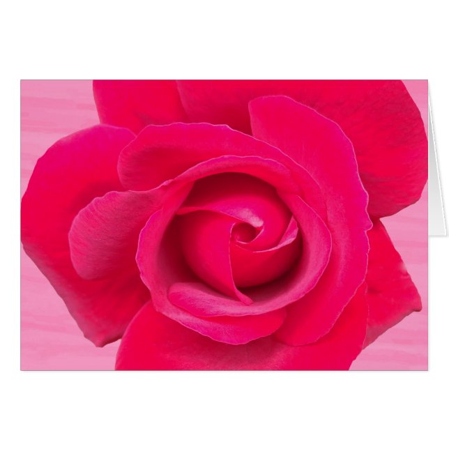 Rote Rosa Rose (Vorderseite (Horizontal))