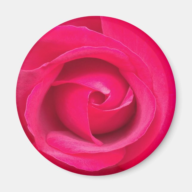 Rote Rosa Rose Magnet (Vorne)