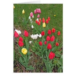Rote, rosa, weiße und gelbe Tulpen - Frühling