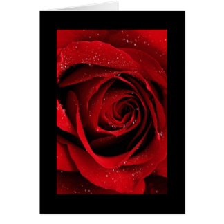 Rote Rose