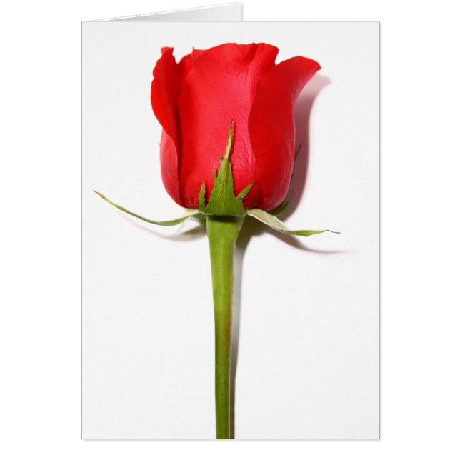 Rote Rose (Vorne)