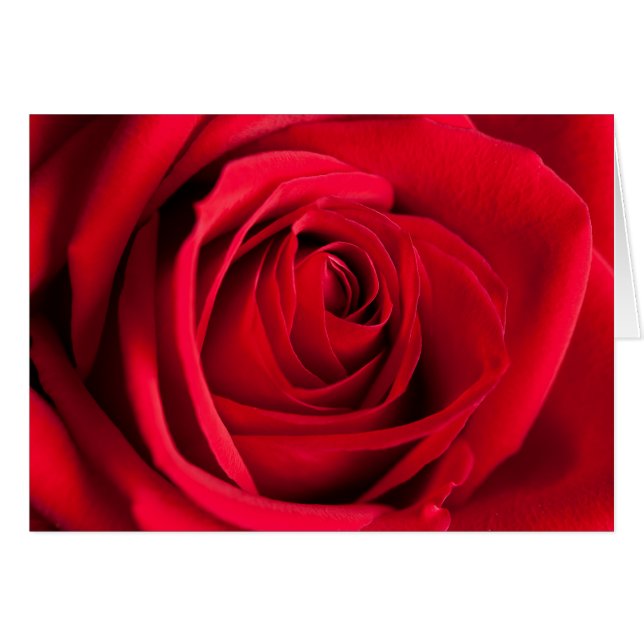 Rote Rose (Vorderseite (Horizontal))