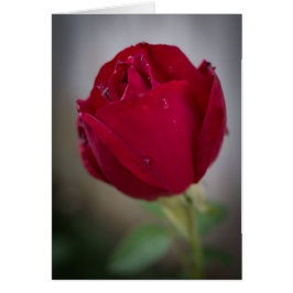 Rote Rose