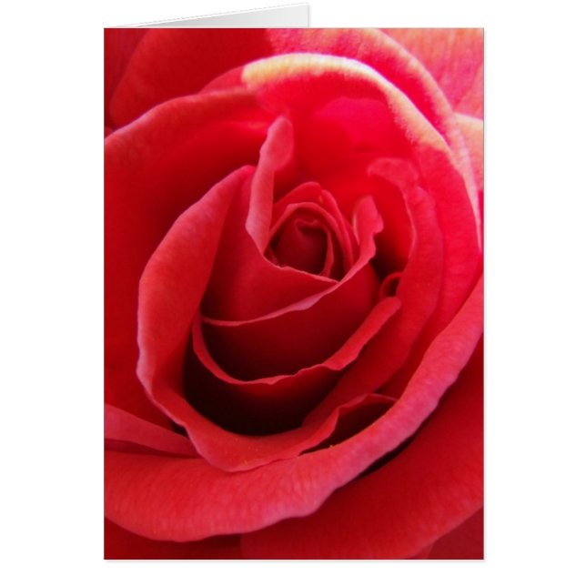 Rote Rose (Vorne)