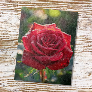 Rote Rose