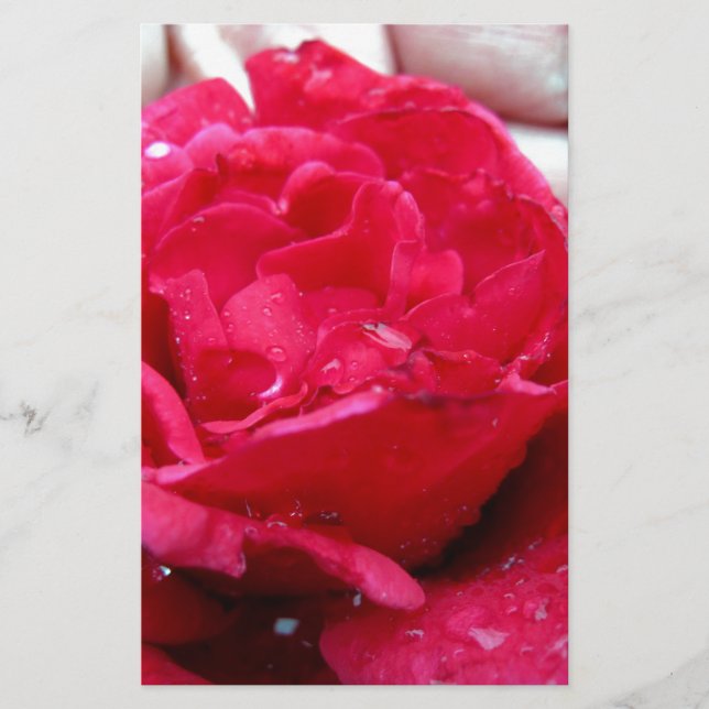 Rote Rose (Vorderseite)