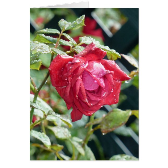 Rote Rose (Vorne)