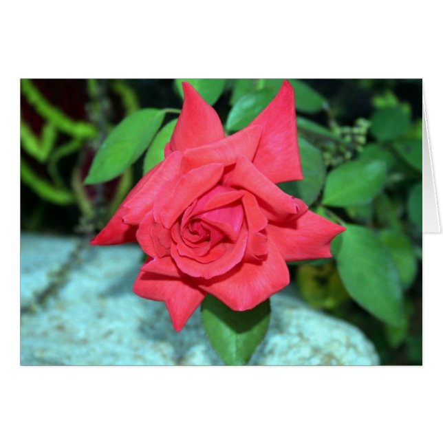 Rote Rose (Vorderseite (Horizontal))
