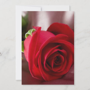 rote Rose 5" x 7" Basiskarte