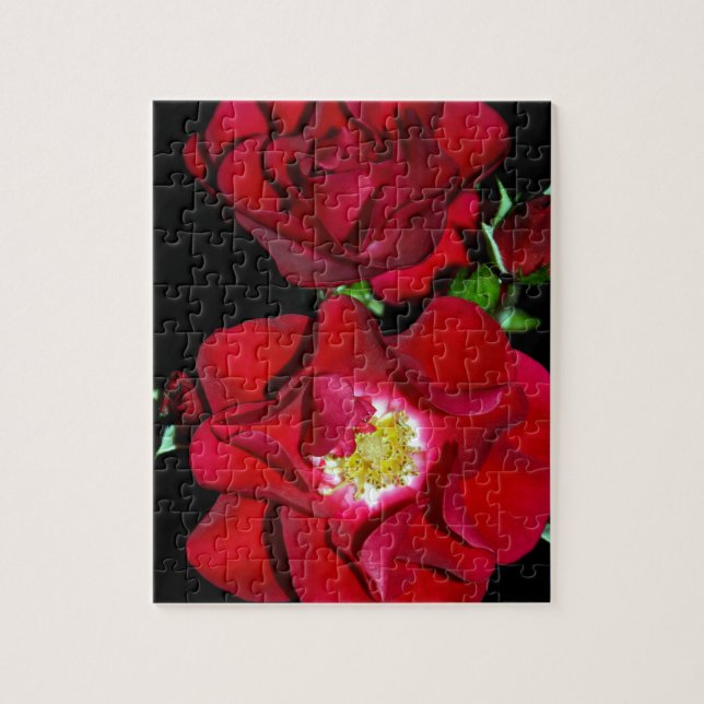 Rote Rose auf black.jpg (Vertikal)