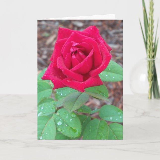 Rote Rose auf einem leeren Notecard Dankeskarte (Vorderseite)