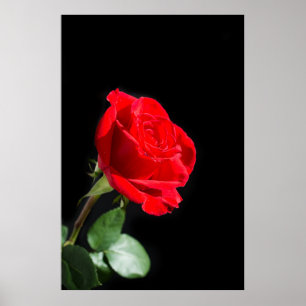 Rote Rose auf schwarz Poster