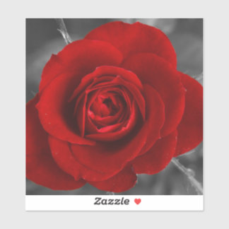 Rote Rose Aufkleber