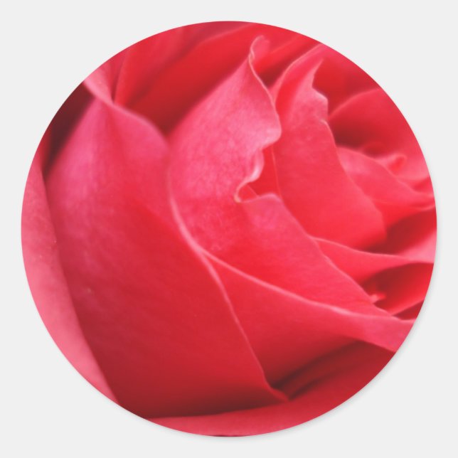 Rote Rose-Aufkleber und Umschlag Aufkleber (Vorderseite)