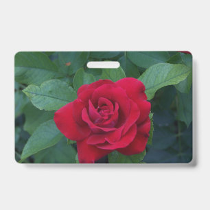 Rote Rose aus der Nähe Ausweis