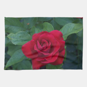 Rote Rose aus der Nähe Geschirrtuch