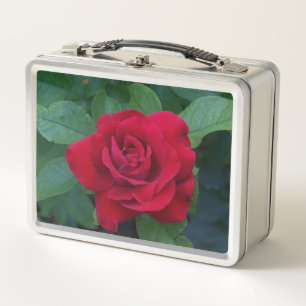 Rote Rose aus der Nähe Metall Brotdose