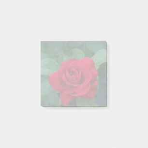 Rote Rose aus der Nähe Post-it Klebezettel