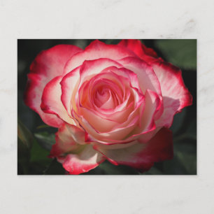 Rote Rose blühen Postkarte