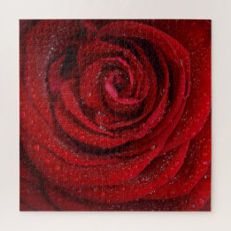 Rote Rose Blume