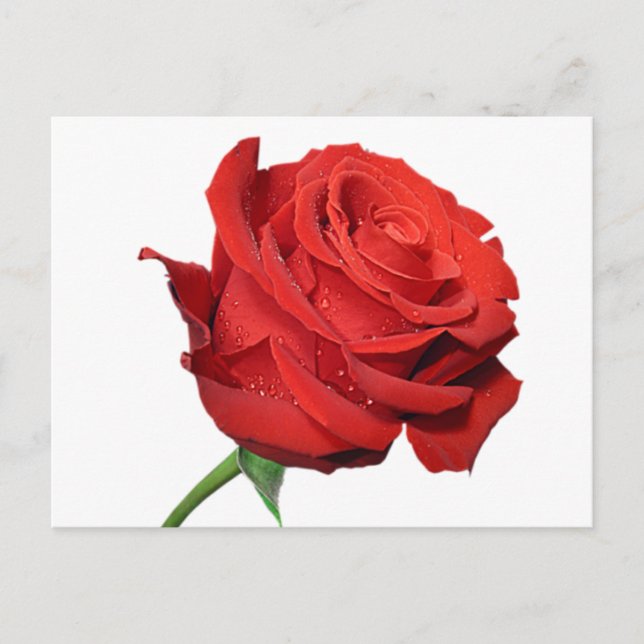 Rote Rose Blume Blank Schwarze Post Card Postkarte (Vorderseite)