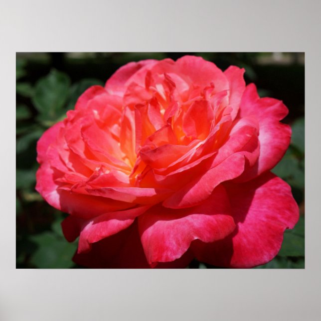 Rote Rose Blume Kunstdrucken Rose Garten Poster (Vorne)