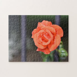 Rote Rose Blume Naturfotografie Garten