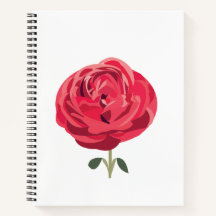 Rote Rose Blume Rote Rose