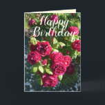 Rote Rose Blumengarten Blumengarten Rose Geburtsta Karte<br><div class="desc">Rote Rose Blumengarten Blumengarten Blume Herzlichen Glückwunsch Geburtstagskarte. Entworfen aus einem meiner ursprünglichen Blumengartenfotos & meine ursprüngliche Schrift,  genießen Sie!</div>